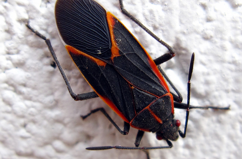 Boxelder Bug Removal & Control