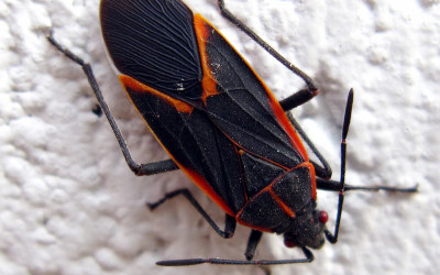 Boxelder Bug Removal & Control