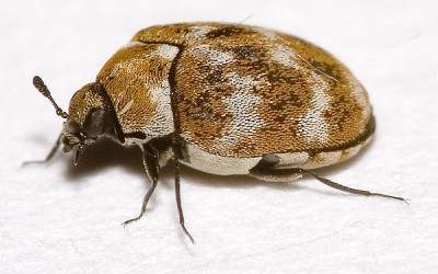 Carpet Beetle Removal & Treatment