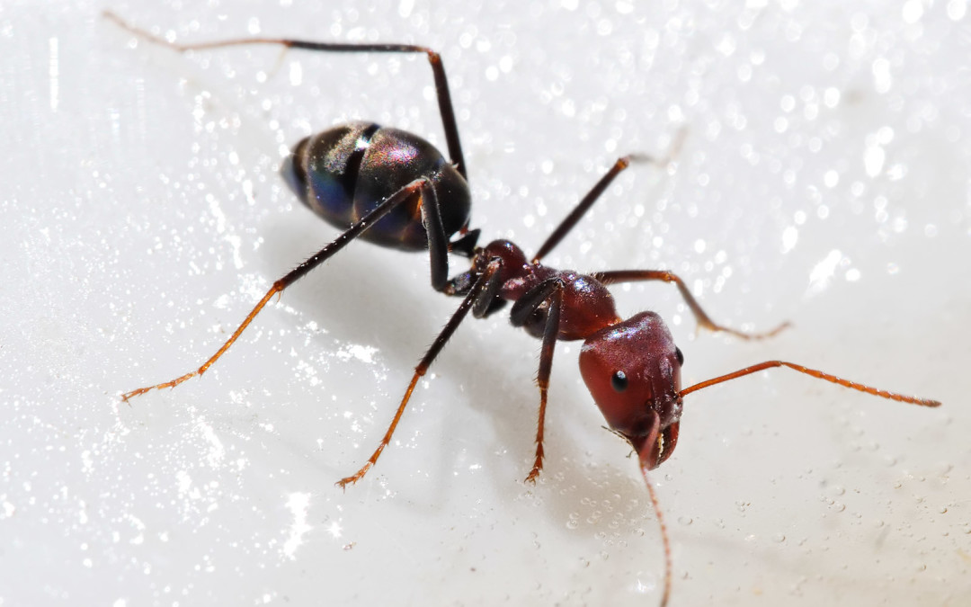 Sugar Ant Removal & Control