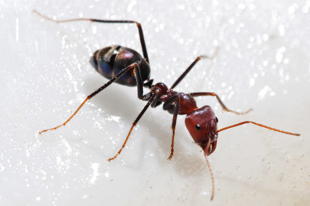 Sugar Ant Removal Control Pacific NW Pest Control Portland   Odorous House Ant Pest 1080x720 