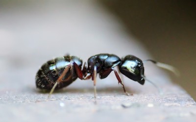 Carpenter Ants Removal & Control