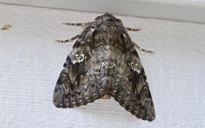 Moth Removal & Control