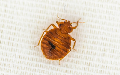 Bed Bugs Removal & Treatment