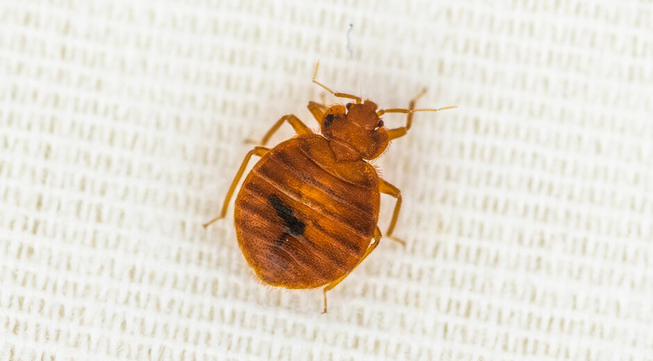 Bed Bugs Removal & Treatment