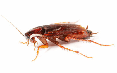 Cockroach Removal & Treatment