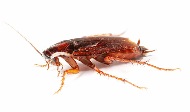 Cockroach Removal & Treatment