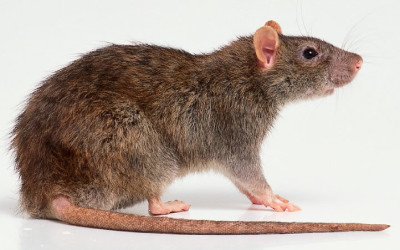 Rat Removal & Control