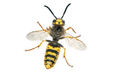 Wasps/Bee Removal & Treatment