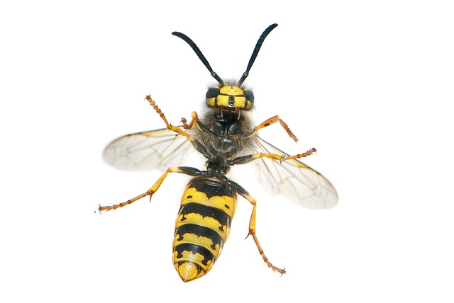 Wasps/Bee Removal & Treatment