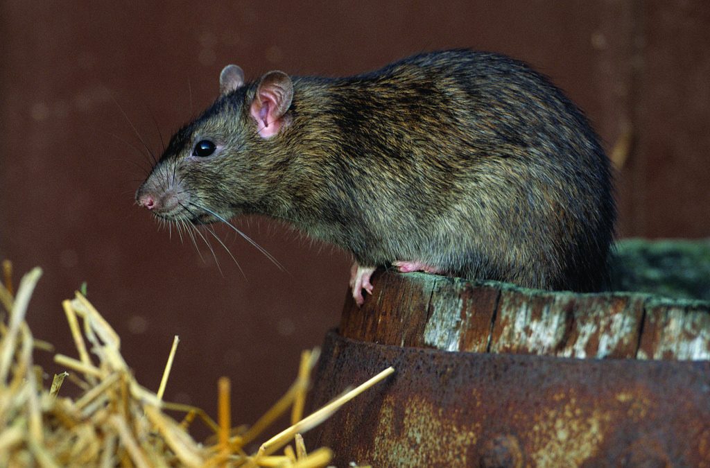 There’s been an increase in rats in the Portland area