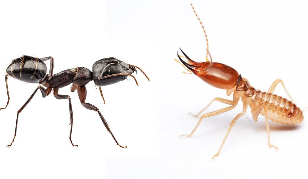 Carpenter Ants Vs. Termites- Which Pest Causes The Most Damage To Homes In the Pacific NW