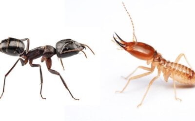 Carpenter Ants Vs. Termites- Which Pest Causes The Most Damage To Homes In the Pacific NW