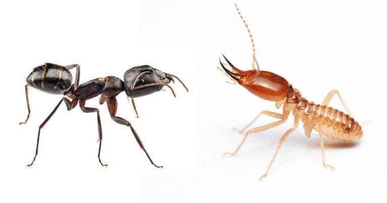 Carpenter Ants vs. Termites: Damage Comparison in Pacific NW