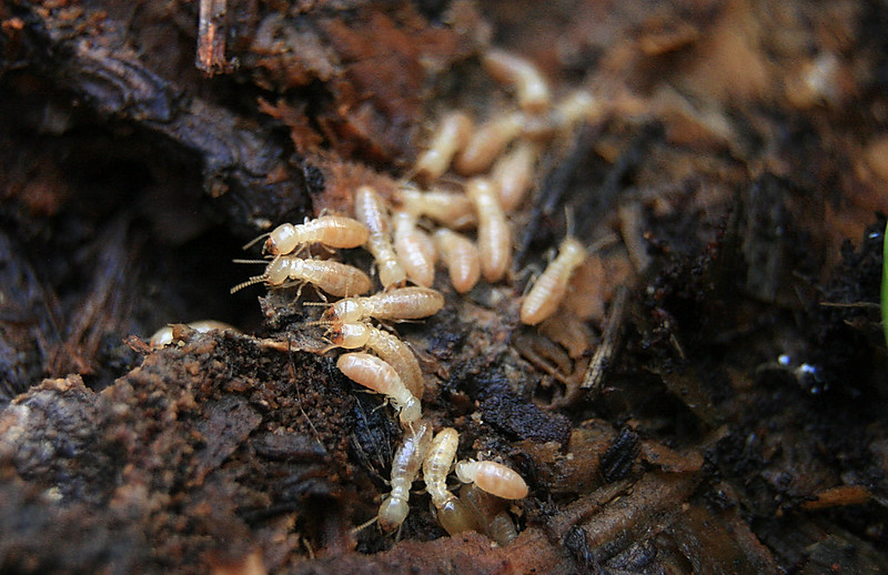 Dampwood Termite