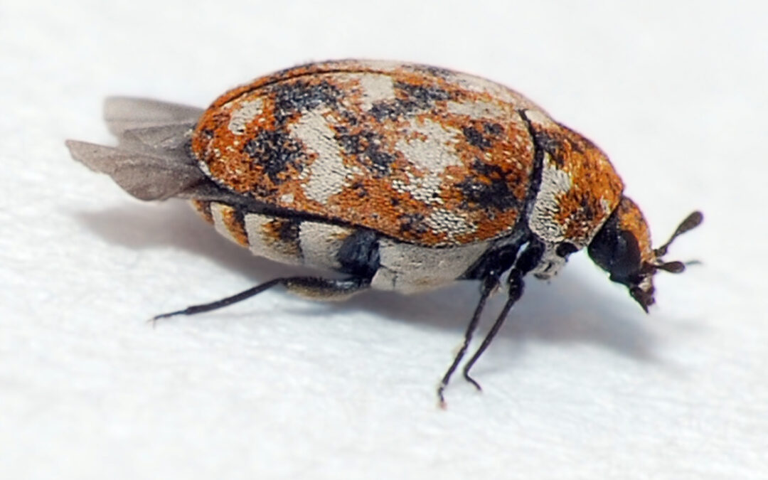 Should You Be Worried If You See A Carpet Beetle