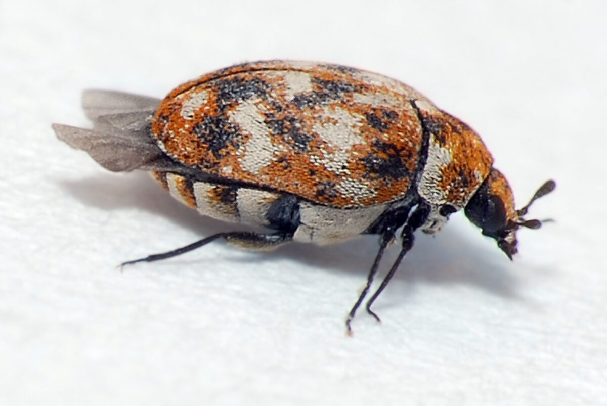 carpet beetle concerns