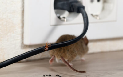 What Should You Do If You See A Rodent In Your Home