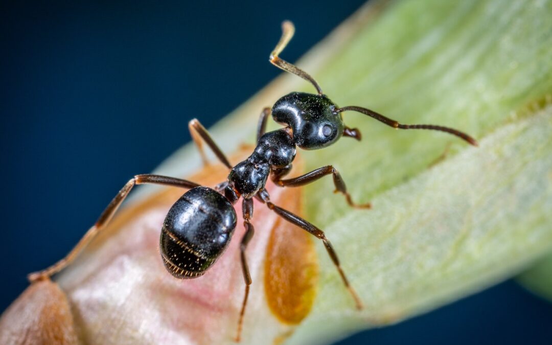 The Pacific NW Guide To Ant Identification