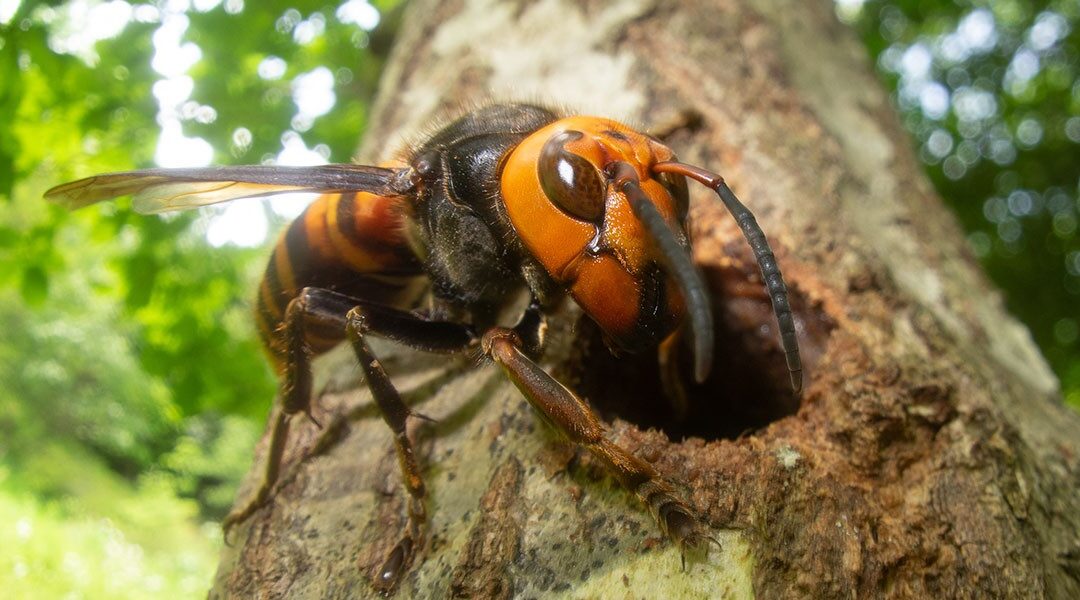 The Top 5 Invasive Pests That Are Threatening Washington State