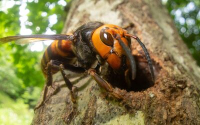 The Top 5 Invasive Pests That Are Threatening Washington State