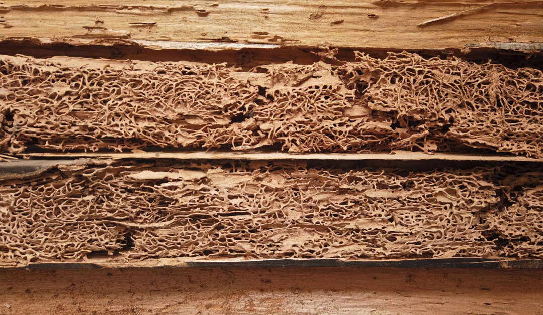 Termites and Real Estate: What Home Buyers and Sellers Need to Know in Vancouver, Washington