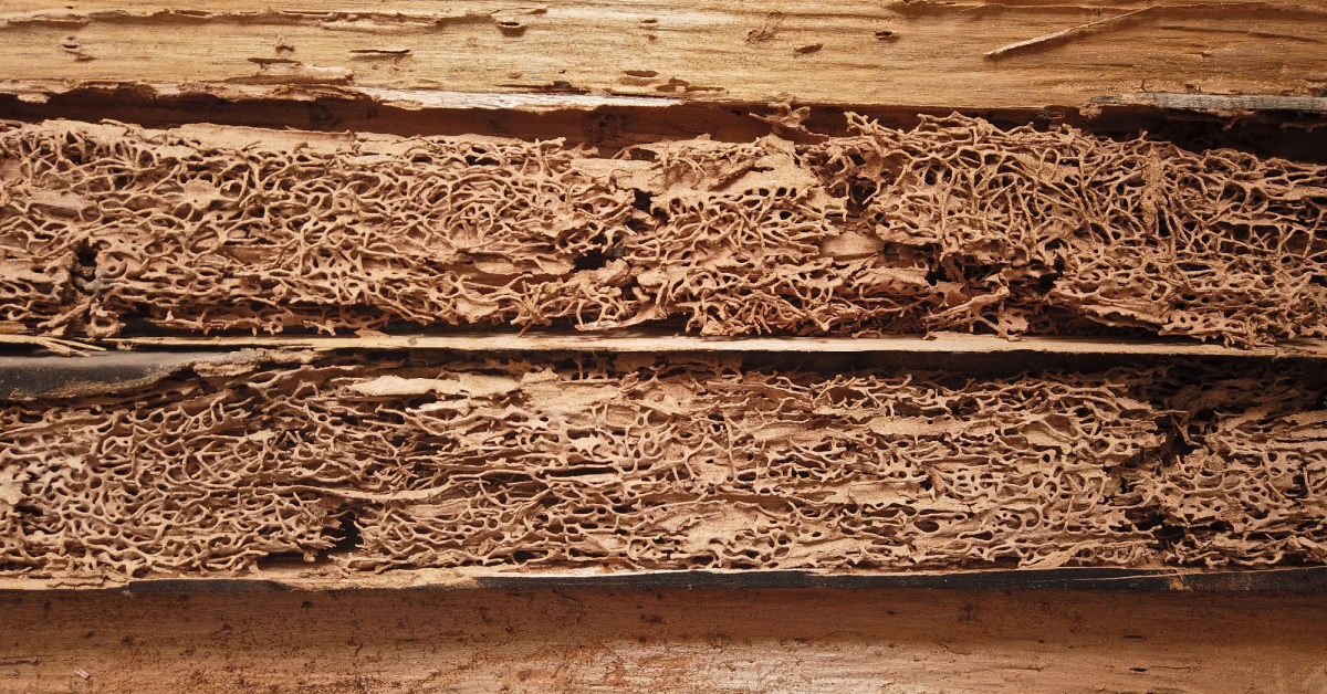 Termites and Real Estate