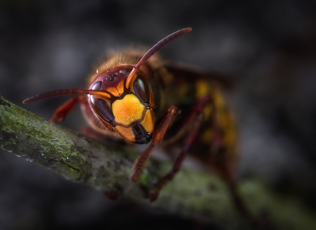 difference between wasps and bees