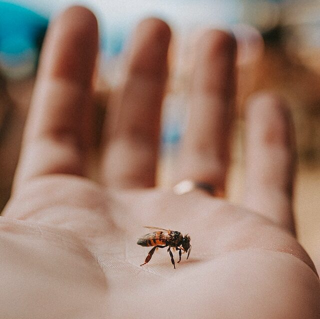 bees and humans