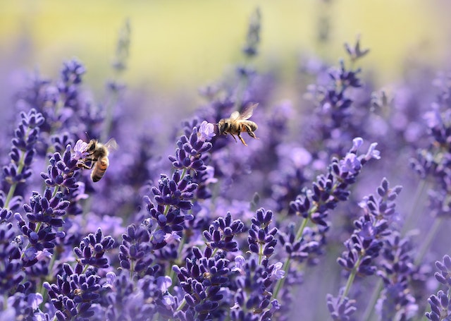 Behavior Of Wasps And Bees