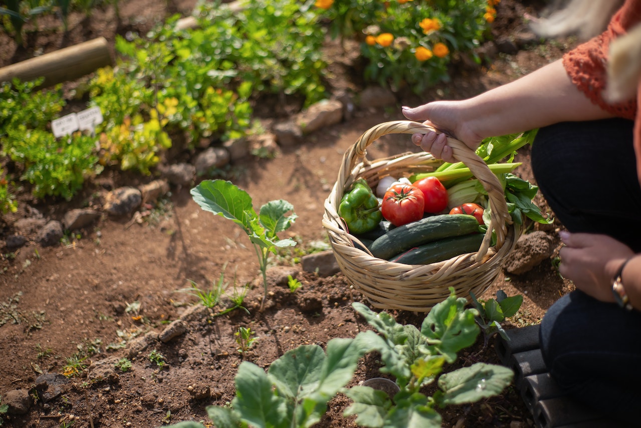 keep pests out of nw garden