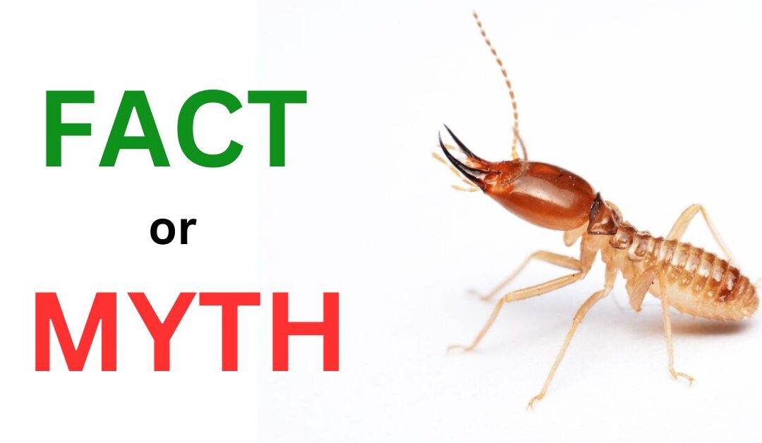 Facts And Myths About Termites