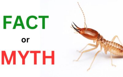 Facts And Myths About Termites