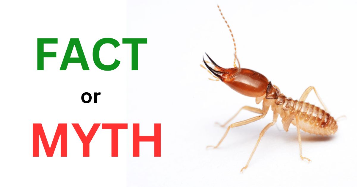 Facts And Myths About Termites Pacific Nw Pest Control Portland