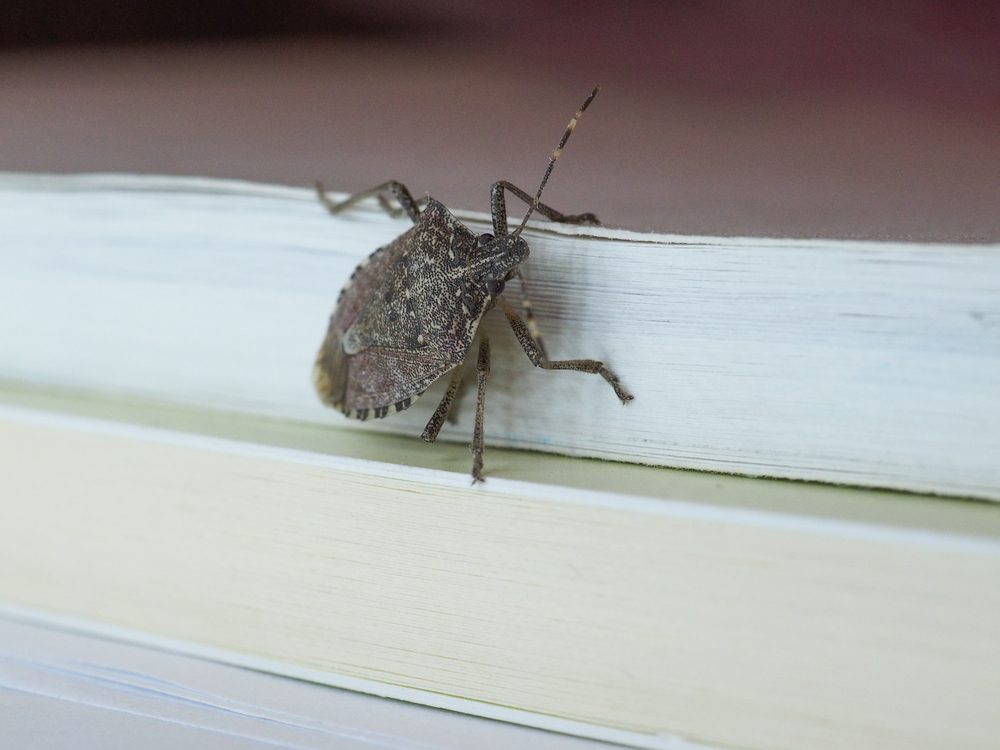 Stink Bugs: The Malodorous Invaders