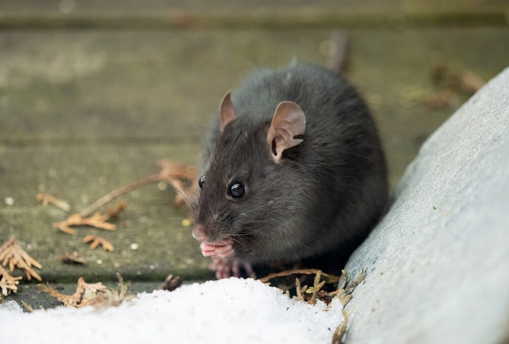 Where Do Rats and Mice Go in a Washington State Winter