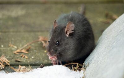 Where Do Rats and Mice Go in a Washington State Winter