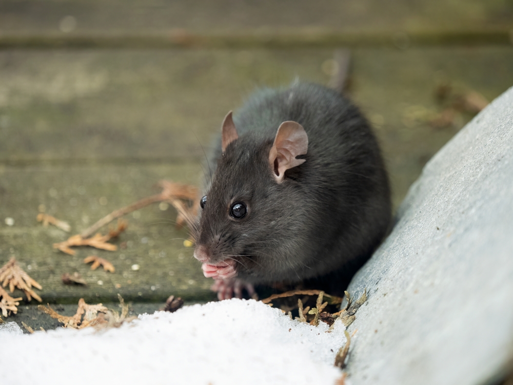 Where Do Rats and Mice Go in a Washington State Winter