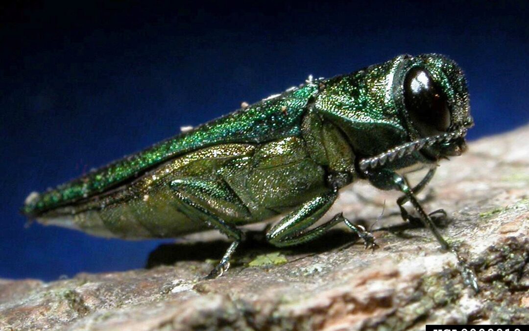 Emerald Ash Borer Threatens Oregon’s Arboreal Landscape: A Looming Crisis