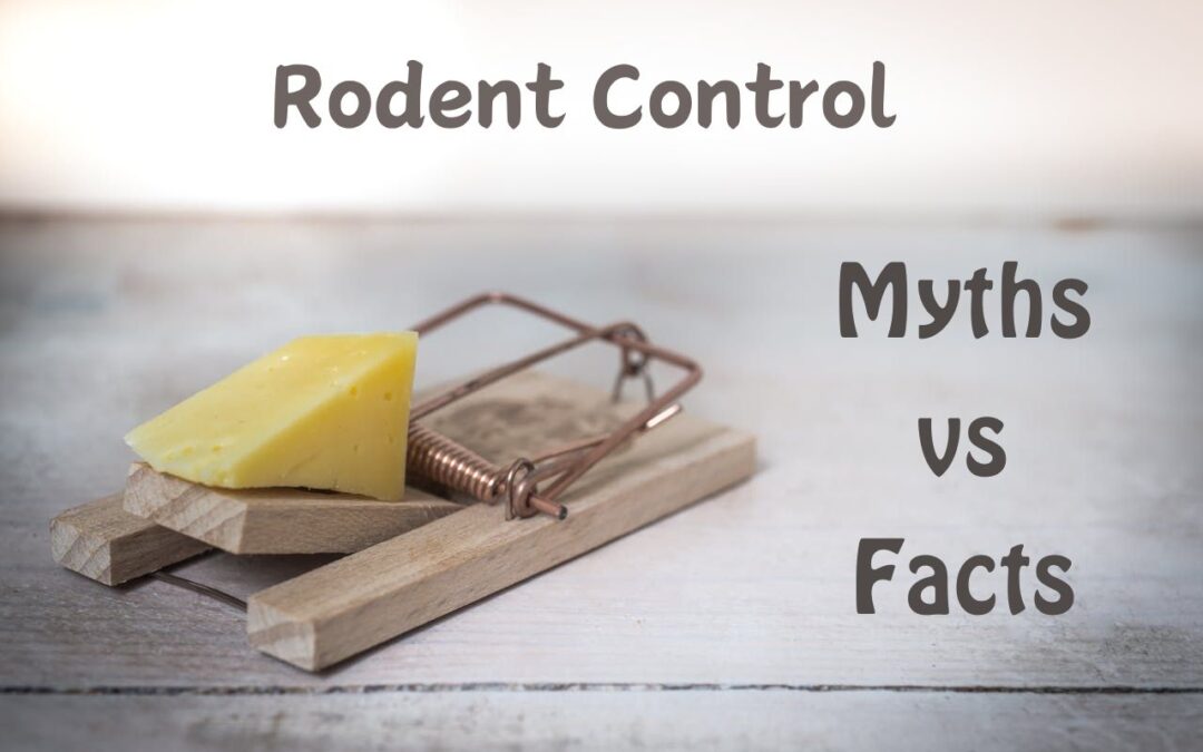 Rodent Control Myths vs. Facts