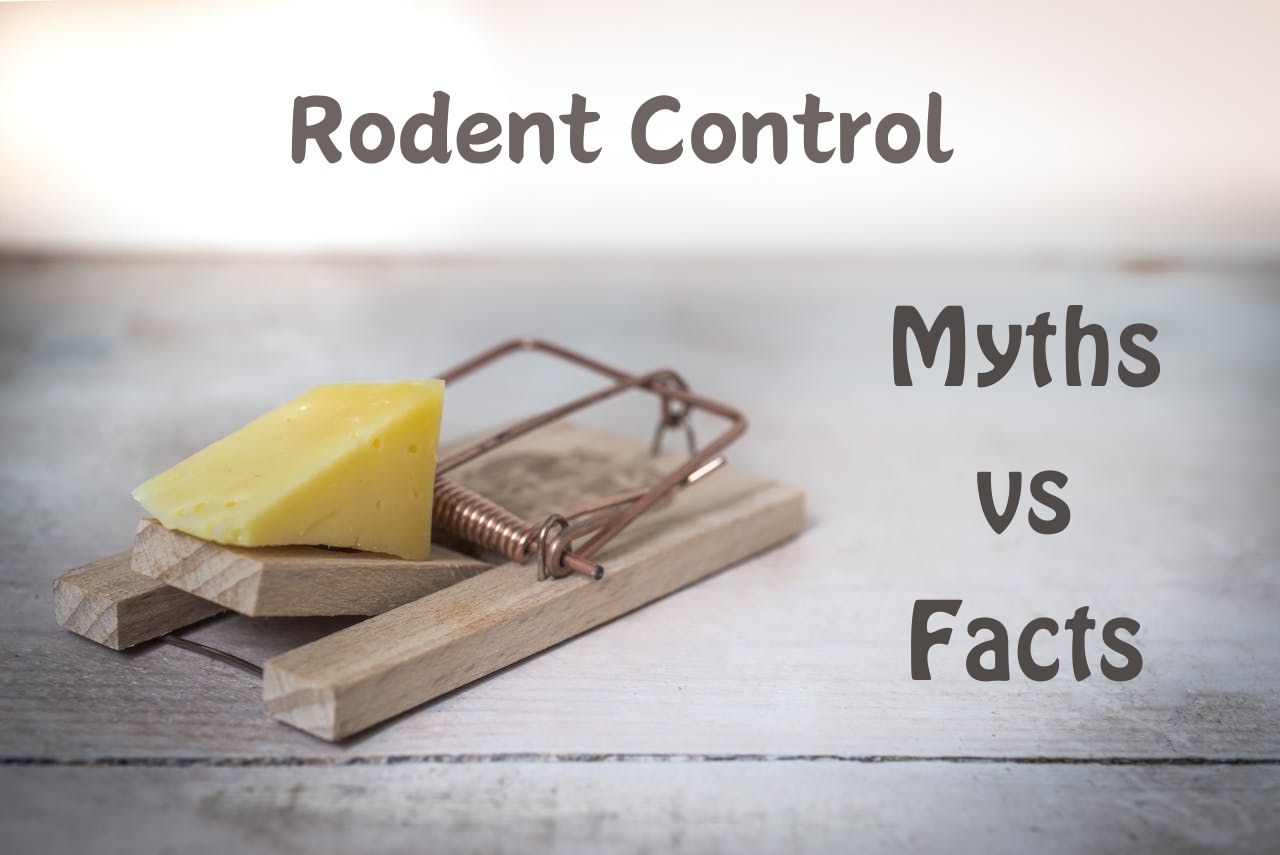 Rodent Control Myths vs. Facts