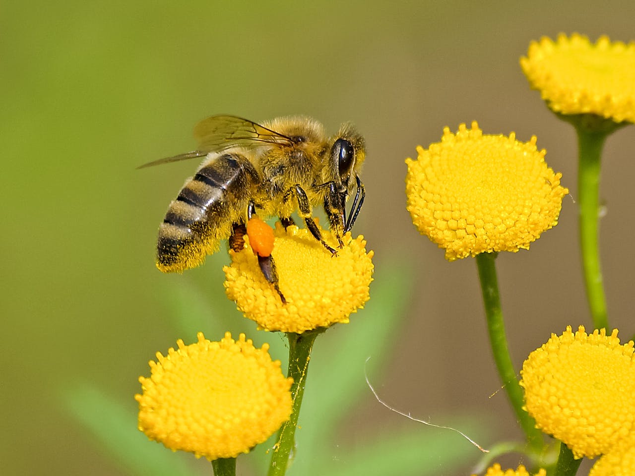 The Importance of Bee Conservation and Responsible Pest Management